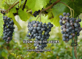 Üzüm Neye İyi Gelir?