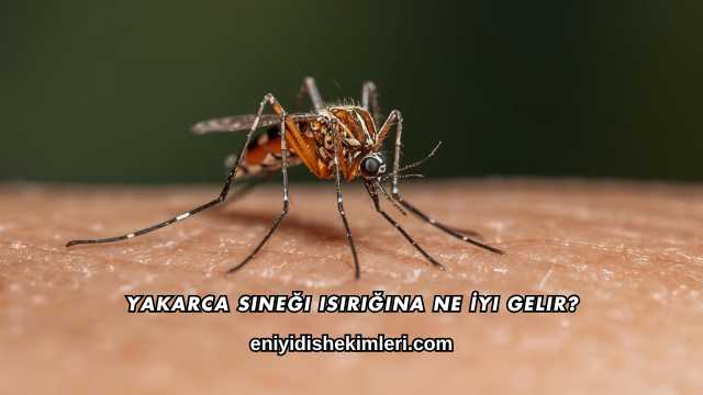Yakarca Sineği Isırığına Ne İyi Gelir?