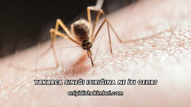 Yakarca Sineği Isırığına Ne İyi Gelir?
