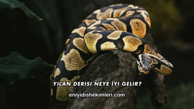 Yılan Derisi Neye İyi Gelir?