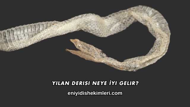 Yılan Derisi Neye İyi Gelir?