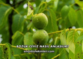 Bozuk Ceviz Nasıl Anlaşılır?