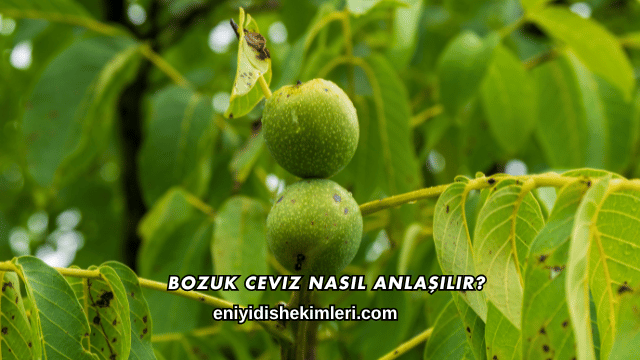 Bozuk Ceviz Nasıl Anlaşılır?