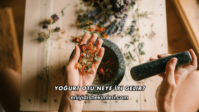 Yoğurt Otu Neye İyi Gelir?