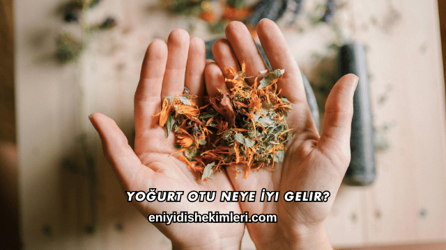 Yoğurt Otu Neye İyi Gelir?